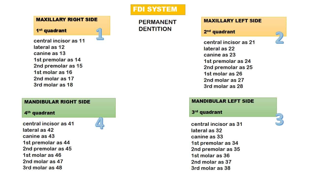 What are Teeth numbers and names - Tooth Numbering System? - extooth