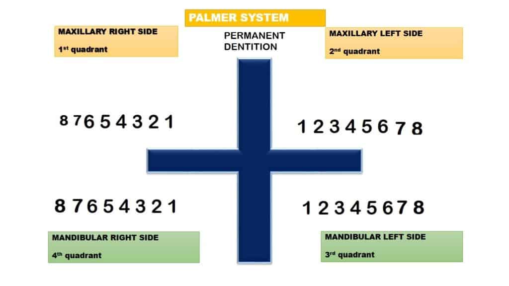 plamer tooth numbering system in permanent teeth
