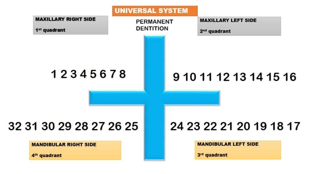 Universal tooth numbering system for deciduous teeth