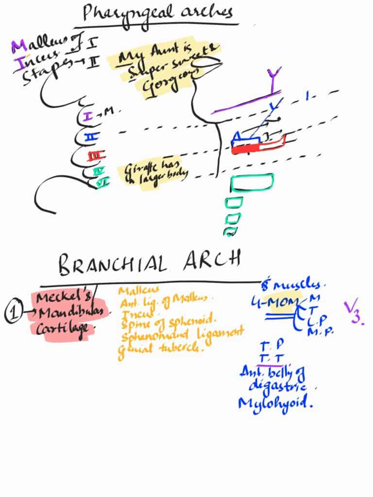 pharyngeal arches