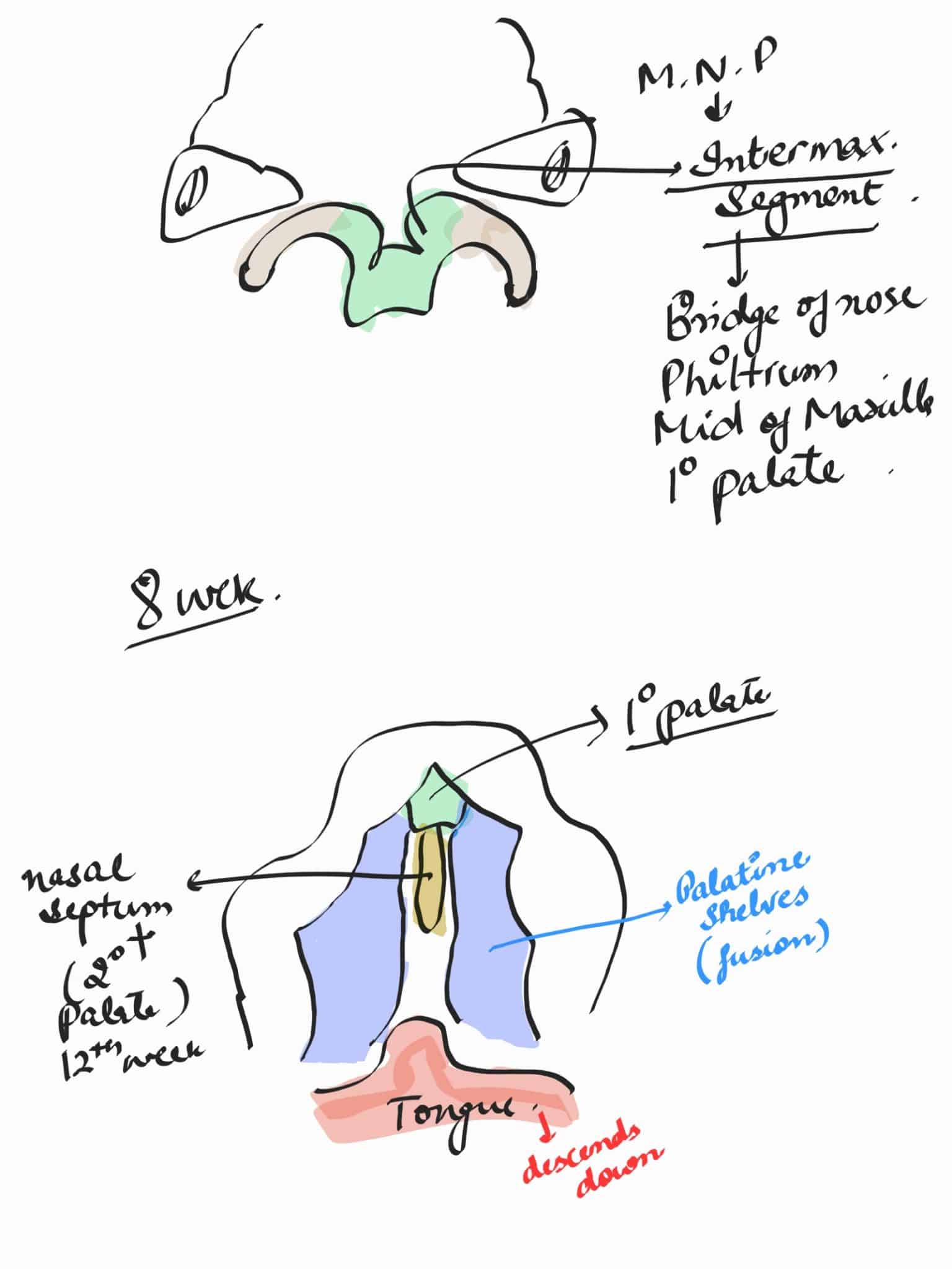 Orthodontics complete Notes - made easy - extooth