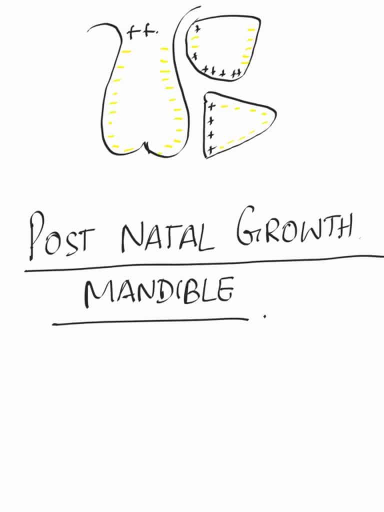 post natal growth of mandible
