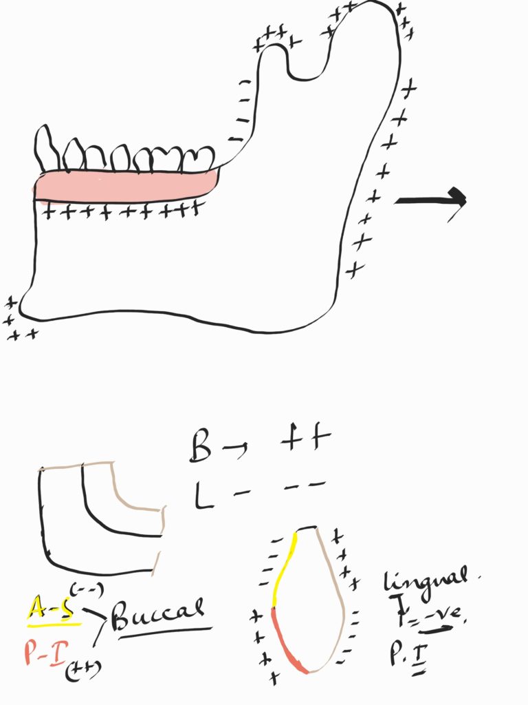mandibular growth in orthodontics