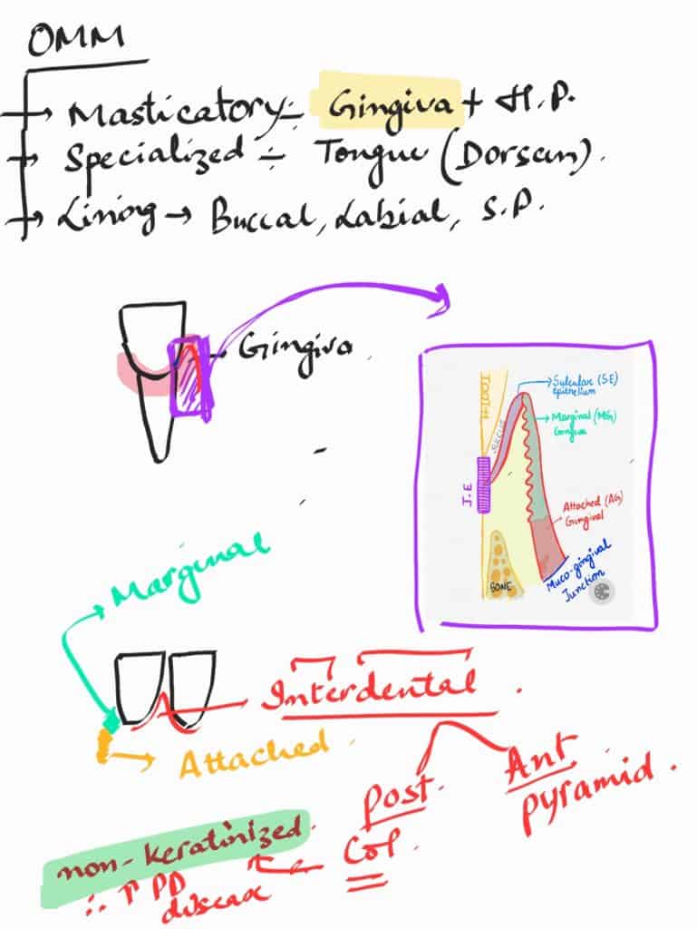 oral mucous membrane