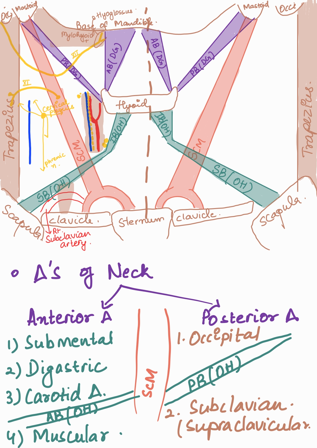 Human anatomy - head and neck - extooth