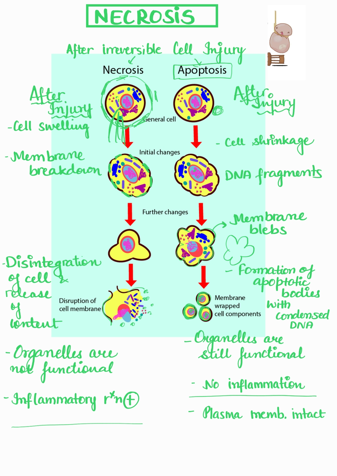 General pathology high yield notes - extooth